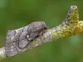 Сосновый шелкопряд (Dendrolimus pini)