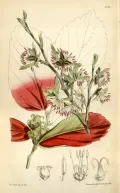 Парротия персидская (Parrotia persica). Ботаническая иллюстрация