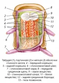 Схема строения спинного мозга и его расположение в позвоночном канале (вид сзади)