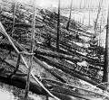 Поваленный лес в районе Тунгусского события в 1908