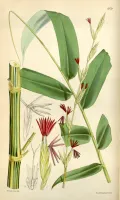 Бамбук обыкновенный (Bambusa vulgaris). Ботаническая иллюстрация