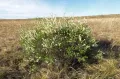 Спирея зверобоелистная (Spiraea hypericifolia)