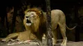 Вокализация львов (Panthera leo)