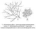Мицелий актиномицетов (5-суточная культура на синтетической среде)