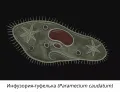 Инфузория-туфелька (Paramecium caudatum) 