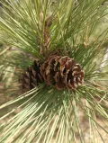Сосна жёлтая (Pinus ponderosa). Шишки