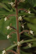 Гудайера дымчатая (Goodyera fumata). Соцветие