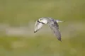 Кречет (Falco rusticolus) в полёте