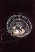 Свечение медузы эквореи