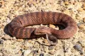 Гадюкообразная смертельная змея (Acanthophis antarcticus). Общий вид