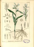 Пыльцеголовник длиннолистный (Cephalanthera longifolia). Ботаническая иллюстрация