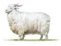 Советская шёрстная порода коз