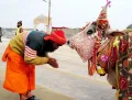 Индуистский верующий приветствует корову для получения благословения во время праздника Маха Кумбха Мела, Аллахабад, Ин