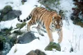 Тигр. Амурская популяция (Panthera tigris tigris)