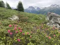 Рододендрон ржавый (Rhododendron ferrugineum). Швейцария