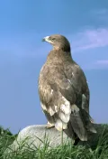 Степной орёл (Aquila nipalensis)