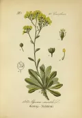 Бурачок скальный (Alyssum saxatile). Ботаническая иллюстрация