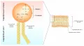 Жирные кислоты липидов в составе клеточной мембраны