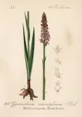 Кокушник ароматнейший (Gymnadenia odoratissima). Ботаническая иллюстрация