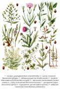 Сорные растения