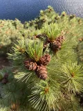 Сосна кедровая стланиковая (Pinus pumila). Шишки