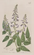Козлятник восточный (Galega orientalis). Ботаническая иллюстрация