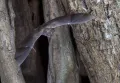 Обыкновенный вампир (Desmodus rotundus)