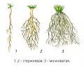 Типы корневой системы растений