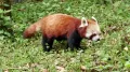 Малая панда (Ailurus fulgens) в движении