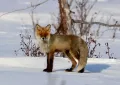 Обыкновенная лисица (Vulpes vulpes)