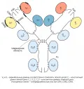 Строение молекулы IgG1 человека