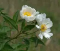 Пион молочноцветковый (Paeonia lactiflora)