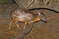 Кар­ли­ко­вая ан­ти­ло­па (Neotragus pygmaeus). Общий вид животного