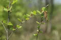 Берёза овальнолистная (Betula ovalifolia). Цветение
