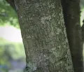Рябина обыкновенная (Sorbus aucuparia). Кора