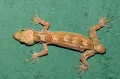 Кривопалый геккон (Cyrtodactylus subsolanus), потерявший хвост в результате автотомии