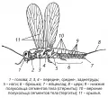 Схема внешнего строения крылатого насекомого