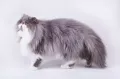 Персидская кошка в стойке