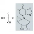 Структурная формула инозинмонофосфорной кислоты