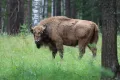 Приокско-Террасный заповедник. Зубр (Bison bonasus)