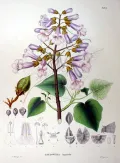 Павловния войлочная (Paulownia tomentosa). Ботаническая иллюстрация