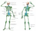 Общий вид скелета человека