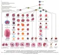 Схема кроветворения