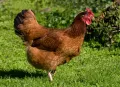 Курица породы Род-айланд