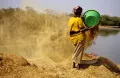 Сбор арахиса в Гамбии