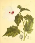 Гибискус полосатый (Hibiscus striatus). Ботаническая иллюстрация