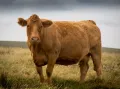 Корова южно-девонской породы