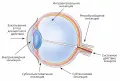 Схематическое изображение путей введения лекарств в глаз