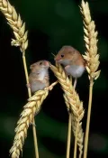 Мышь-малютка (Micromys minutus)