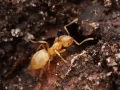 Жёлтый земляной муравей (Lasius flavus)